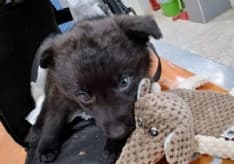 BARBANIA - Abbandonano il cucciolo con il femore rotto: corsa contro il tempo per salvare la zampa