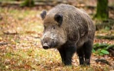 CANAVESE - Meno limiti per i cacciatori di cinghiali: approvata la nuova proposta di legge regionale