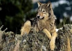 CERESOLE - «Chi ha paura del lupo?»: il Wwf in Canavese