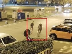 BORGARO - Rubano una bici ma vengono ripresi dalle telecamere