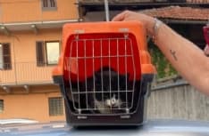 FORNO CANAVESE - Gatto incastrato nel motore di un'auto: salvato dai vigili del fuoco - FOTO