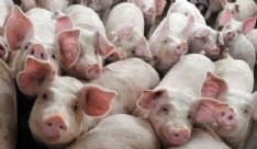 VALPERGA - Eternit pericoloso nell'allevamento