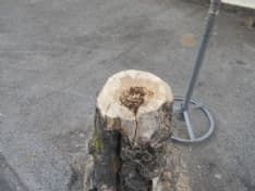 RIVAROLO - Alberi malati da abbattere: i lavori andranno regolarmente avanti