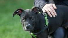 CHIVASSO - Animali maltrattati: controlli a tappeto in città