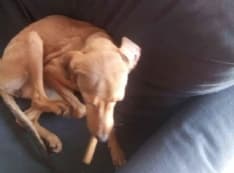 PONT CANAVESE - Appello per ritrovare la piccola Kira