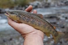 RONCO CANAVESE - Pesca le trote in area protetta: assolto
