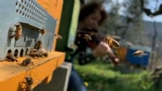 NATURA - Giornata Mondiale delle Api 2020: «Tobees» aspetta video da tutto il mondo