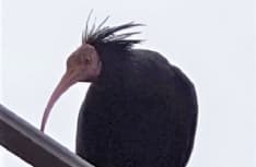 FIORANO CANAVESE - Le «vacanze» canavesane di uno splendido Ibis Eremita - FOTO