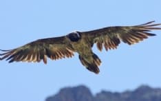 GRAN PARADISO - Il gipeto torna a nidificare seguito dal «Grande Fratello» - VIDEO