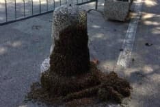 FAVRIA - Sciame di api prende provvisoriamente casa di fronte al monumento degli Alpini - FOTO