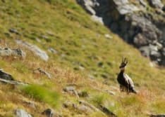 PARCO GRAN PARADISO - Il 5x1000 per la ricerca sul camoscio