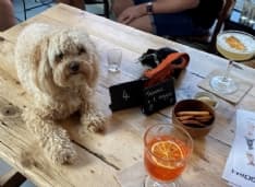PET - Londra, l'aperitivo con e per i cani