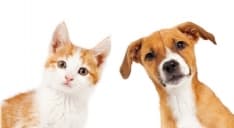 ANIMALI DA COMPAGNIA - Da oggi in Piemonte è finalmente consentita l'attività di toelettatura