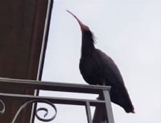 CANAVESE - Avvistato l'Ibis Eremita: chi è, cosa fa e soprattutto come aiutarlo...