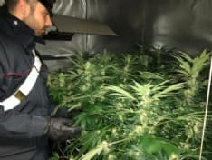 FORNO CANAVESE - Serra di marijuana in casa: trentenne arrestato dai carabinieri di Rivara - VIDEO