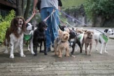 TREND - Pet Sitter, da lavoretto a mestiere strapagato