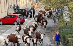 FAVRIA - Il gioioso suono dei campanacci: ecco la transumanza - FOTO e VIDEO