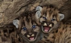 IVREA - Due cuccioli di puma nel giardino di casa: imprenditore a processo per detenzione di animali pericolosi viene assolto