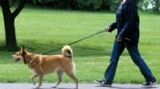 SAN BENIGNO - I cani la fanno davanti ai negozi, monta la rabbia dei commercianti contro i padroni