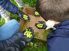 CASTELLAMONTE - Semi di futuro: dall'olio alle zucche, l'orto scolastico ha dato i suoi frutti - FOTO