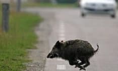 SALASSA - Cinghiale investito e ucciso sulla pedemontana: automobilista in ospedale