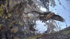 PARCO GRAN PARADISO - Il gipeto torna a nidificare nell'area protetta più antica d'Italia - VIDEO