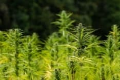 PIEMONTE - Via libera al sostengo della coltivazione di cannabis sativa