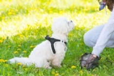 LEINI - Non raccolgono i bisogni del cane, cinque padroni «sbadati» multati dagli agenti in borghese della polizia locale