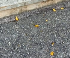 CUORGNE' - Cartacce, mozziconi di sigarette e sporcizia sul sagrato della chiesa a Priacco, fioccano lamentele - FOTO