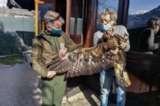 PARCO GRAN PARADISO - Torna a volare l'aquila Mario salvata dai guardaparco - VIDEO