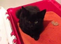 FAVRIA - Gattino lanciato dal finestrino di un'auto muore dopo l'operazione chirurgica