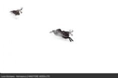 CERESOLE REALE - I camosci del Parco vincono il concorso fotografico «Uno scatto per la natura»