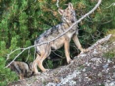 CANAVESE - Lupi in costante aumento: il Piemonte è la Regione con la più alta concentrazione