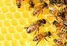 CANAVESE - Meno miele per tutti: caldo e siccità condizionano le api con un calo produttivo del 30%