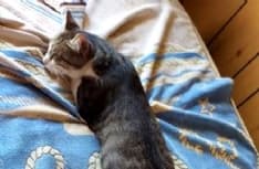 RIVAROLO CANAVESE - Appello per ritrovare il gatto Pepe smarrito in frazione Pasquaro