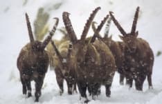 PARCO GRAN PARADISO - Nasce l'associazione Gruppo Stambecco Italia