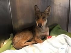 CANAVESE - Cucciolo di lupo investito da un'auto: salvato dai veterinari ora è tornato libero - FOTO