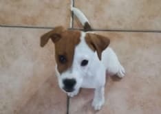 PEROSA - I ladri rubano il cane: appello per trovare la piccola Mia