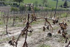 CANAVESE - Gravi danni all'agricoltura per il gelo: appello alla Regione