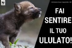 MONTAGNA - Attenti al lupo? Attenti a chi gli vuole sparare...