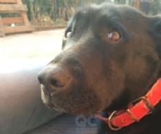 CANAVESE - CANE SCAPPA TRA I BOSCHI: TORNA A CASA DOPO OTTO MESI E MEZZO