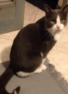 TORRE CANAVESE - Gatto smarrito