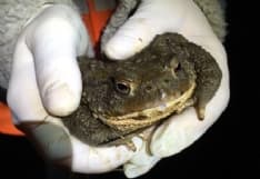 CANAVESE - Migliaia di rospi in amore da salvare a Pertusio, Vidracco, Vistrorio e Candia - FOTO