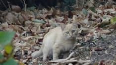 TRAVERSELLA - Gli incendi devastano il rifugio dei gatti: i volontari chiedono aiuto per i mici