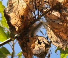 VOLPIANO - Allarme bruchi sulle piante: per fortuna non è processionaria