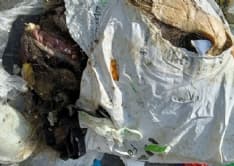 ROMANO CANAVESE - Una testa di cinghiale trovata nella campana della plastica