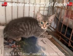 MONTALENGHE - Micino resta bloccato in una casa disabitata: salvato dai pompieri di Rivarolo