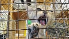 SAN GIORGIO - Vendono la casa e lasciano il gatto dentro...