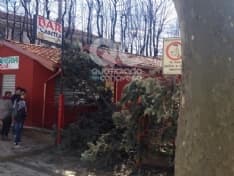 CASELLE-LEINI - Alberi giù per il vento: dramma sfiorato