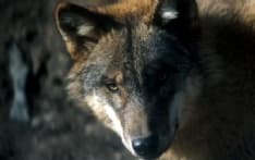 CANAVESE - Il ritorno del lupo sulle nostre montagne è un pericolo? Ecco un gioco che aiuta a saperne di più